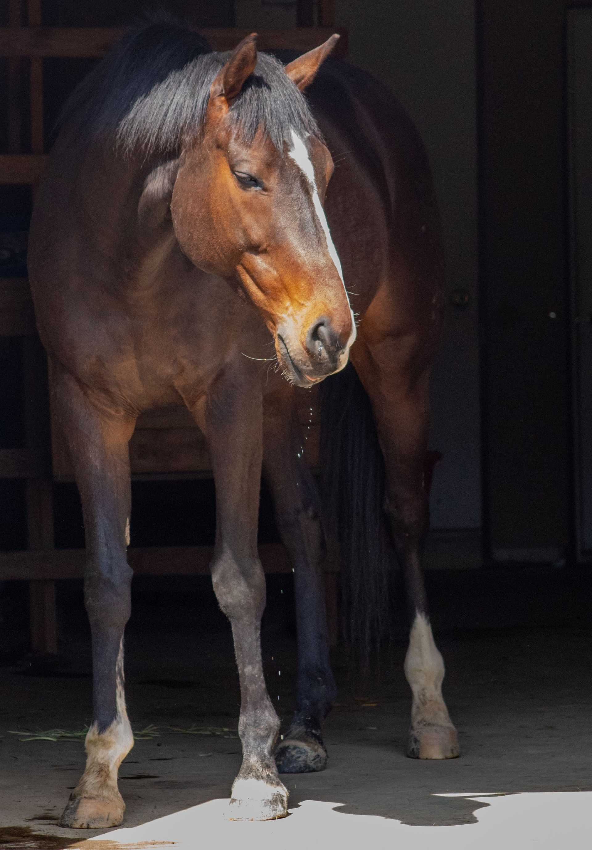 Brown horse standing in a dark stable doorway, lit by sunlight from the left