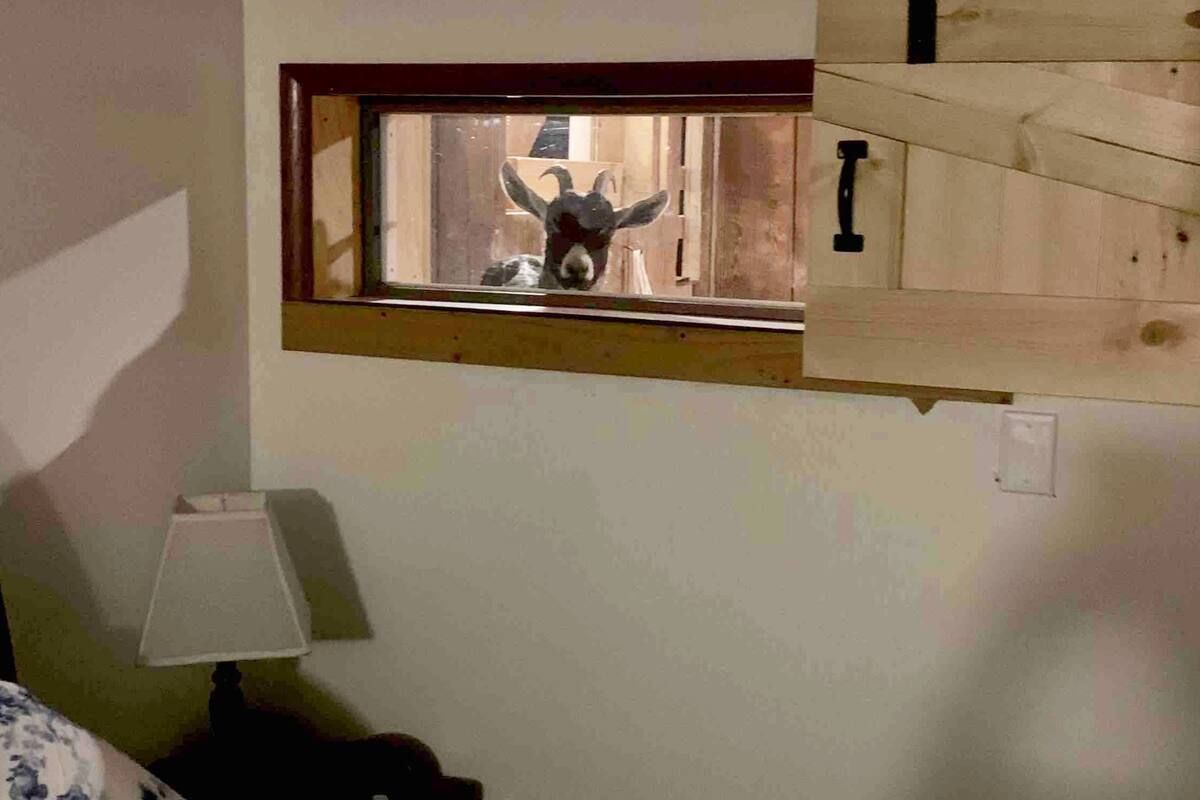 Cow peering through a narrow window into a room with a lamp and partially open wooden boards
