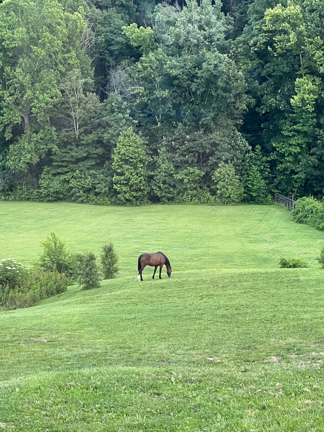 Brown horse grazing in a green field beside dense trees
