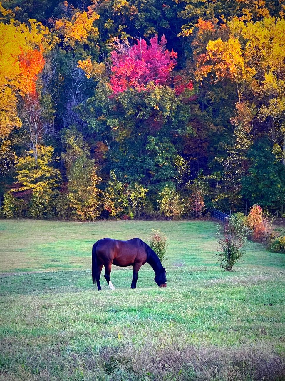 A brown horse grazing surrounded by vibrant colorful autumn trees.