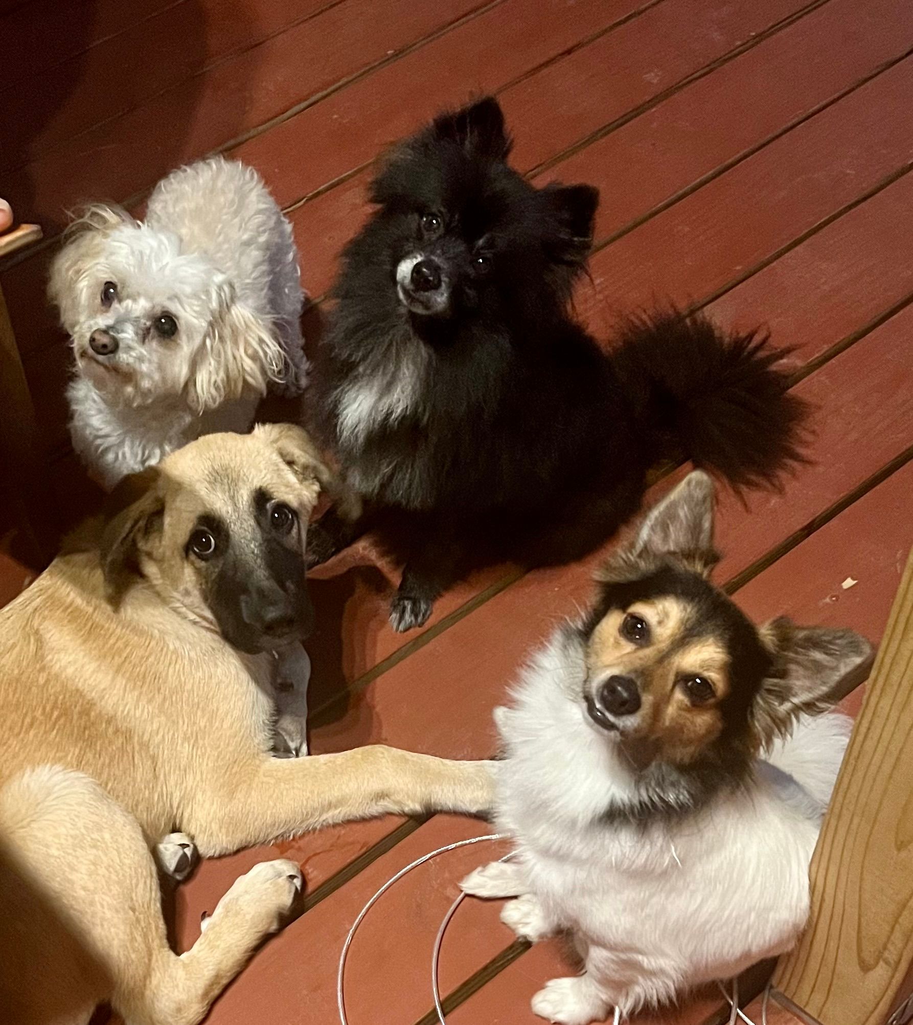 Four dogs, with sweet puppy eyes, all looking up at the camera.