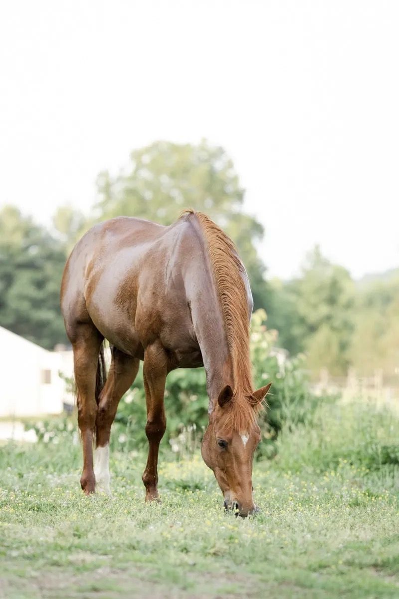 Brown horse grazing in a grassy field with trees in the background