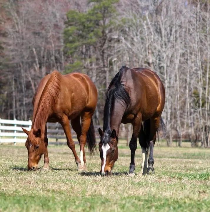 Two brown horses grazing in a grassy field with trees and a white fence in the background