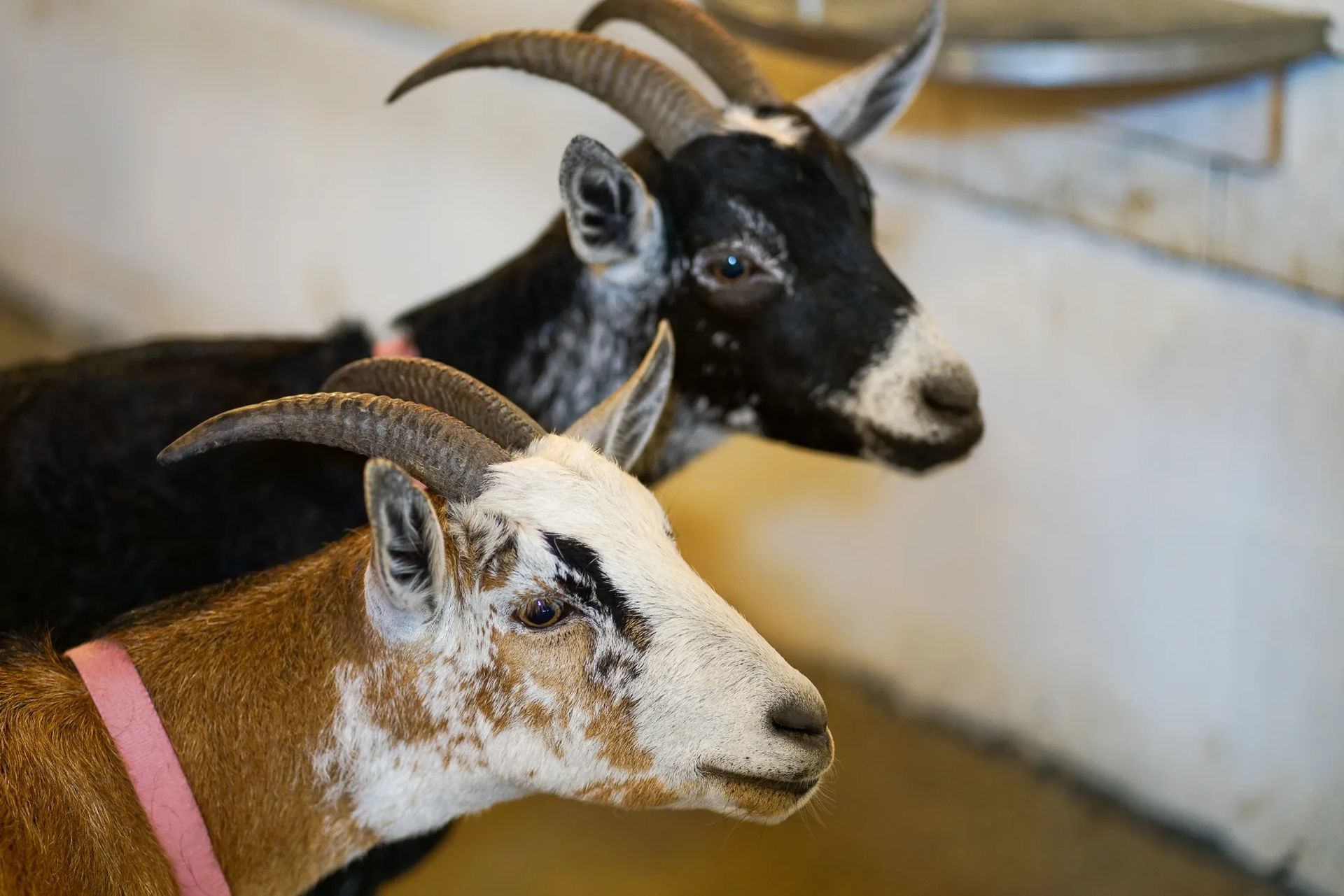 Two goats with curved horns, one black-and-white and one brown-and-white, standing indoors