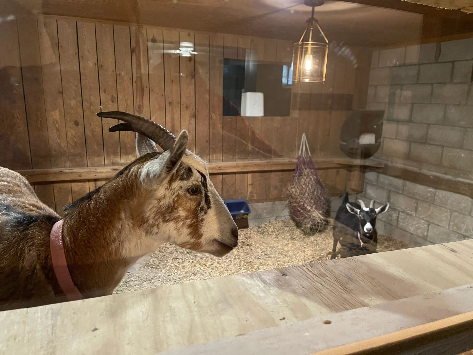 Goats in a barn pen with wood walls, straw bedding, and a hanging light fixture.