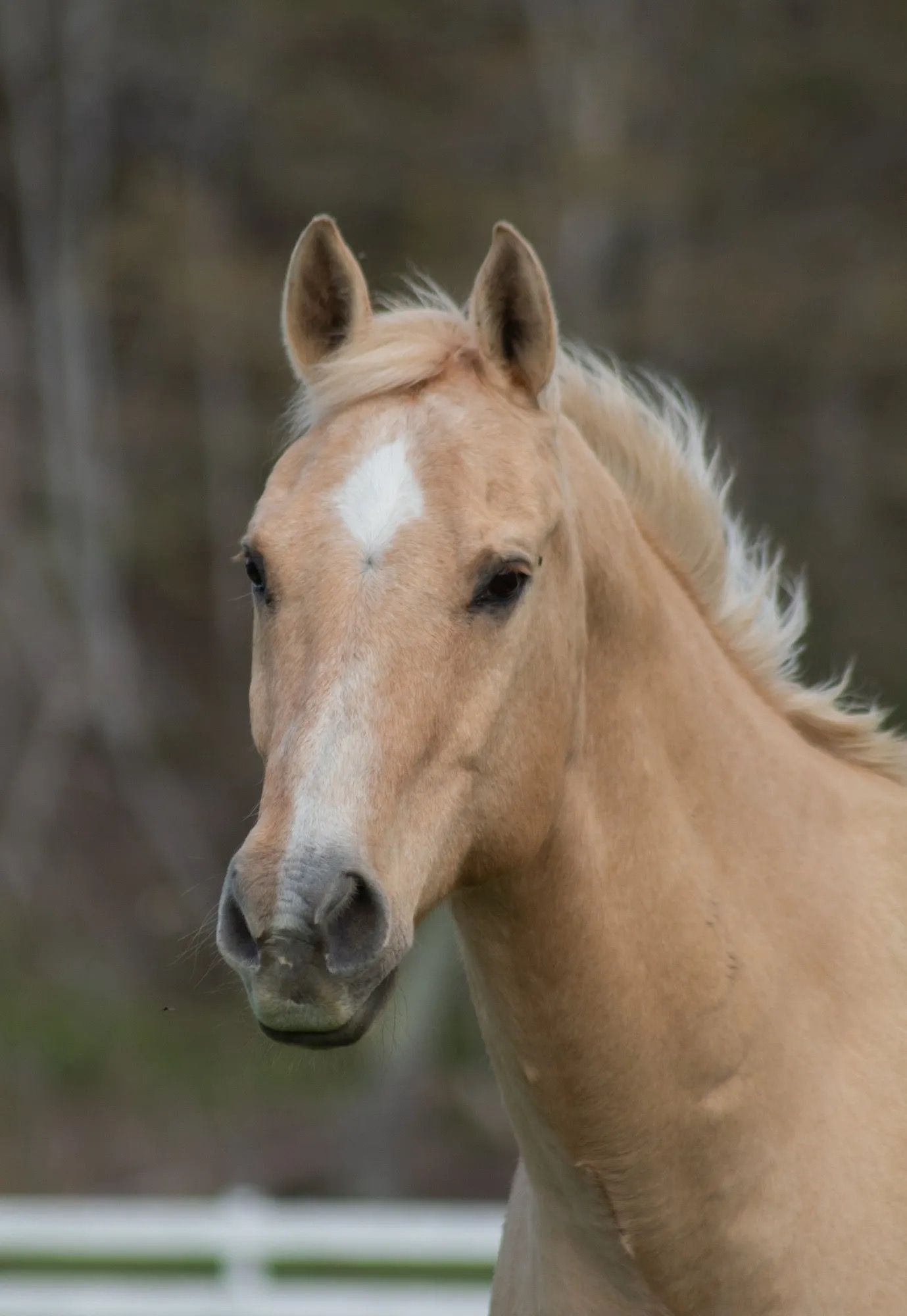 Close-up of a tan horse with a white blaze, standing outdoors against a blurred background