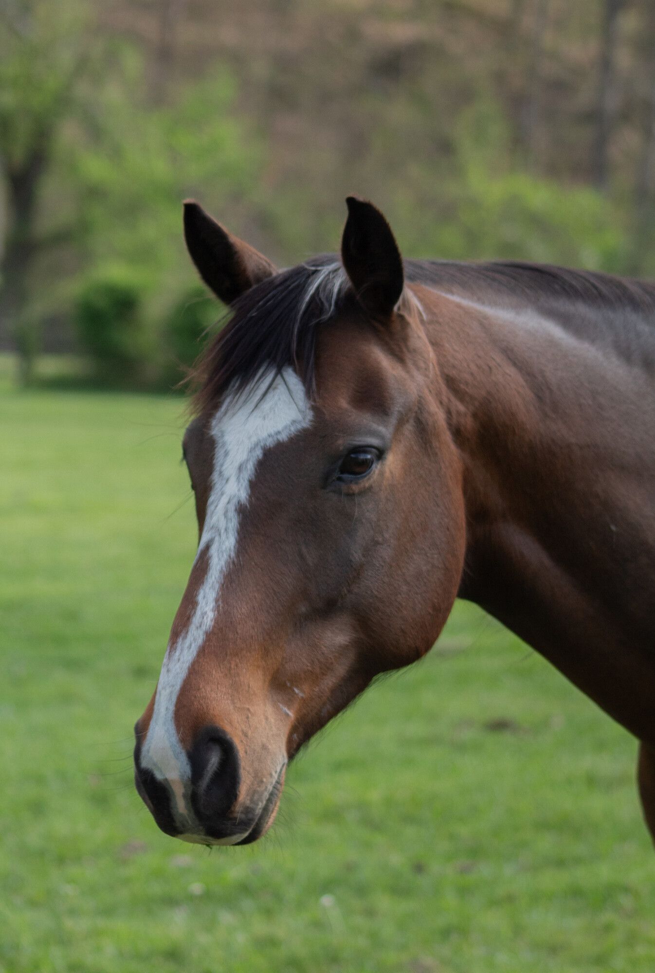 Brown horse with a white blaze standing in a green field