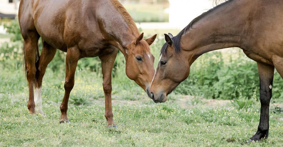 Two brown horses touching noses in a grassy field