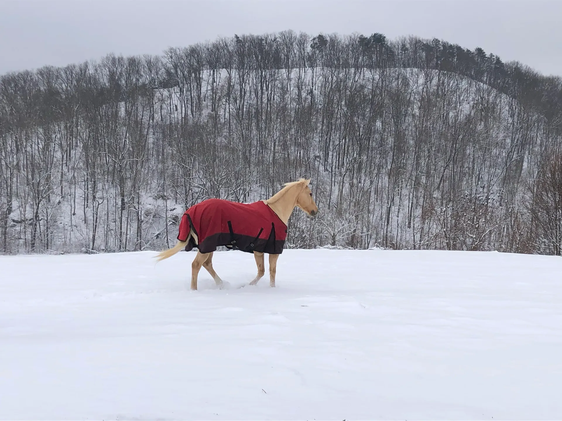 Horse in a red blanket standing in a snowy field with a forested hill in the background
