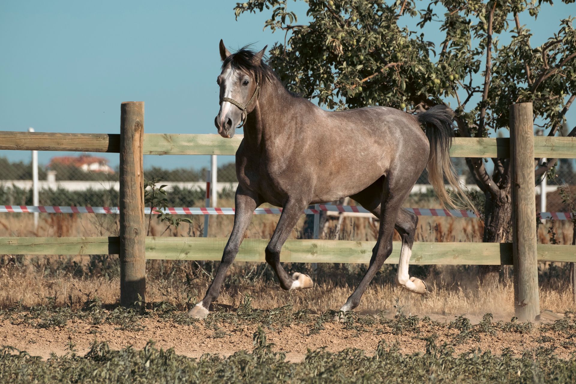 A gray horse walking in a fenced paddock on a sunny day