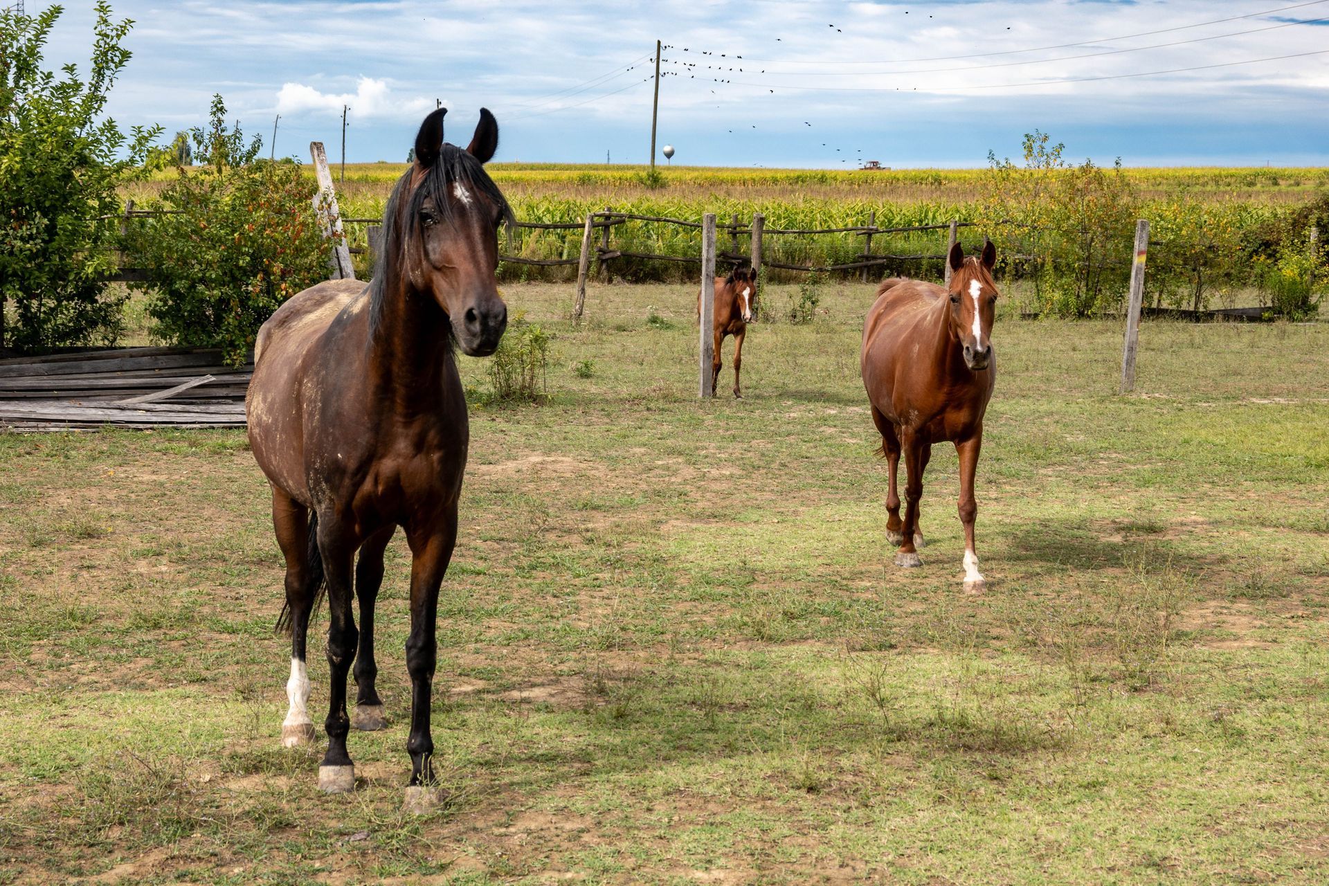 Two horses standing in a grassy field near a fence under a blue sky