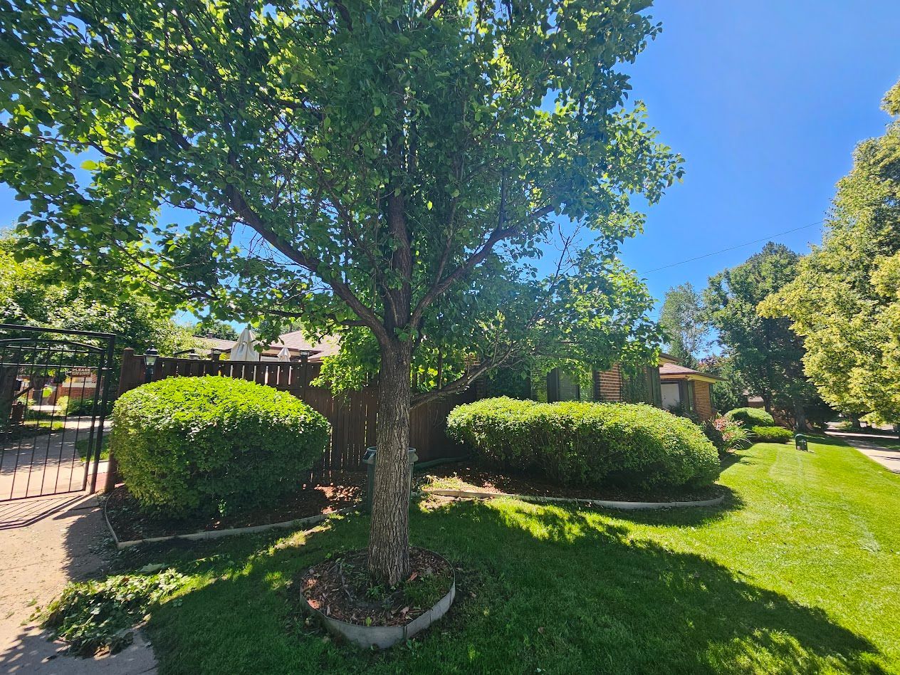 A leafy tree stands in a sunny front yard with trimmed round bushes, green grass, and a residential house in the background.