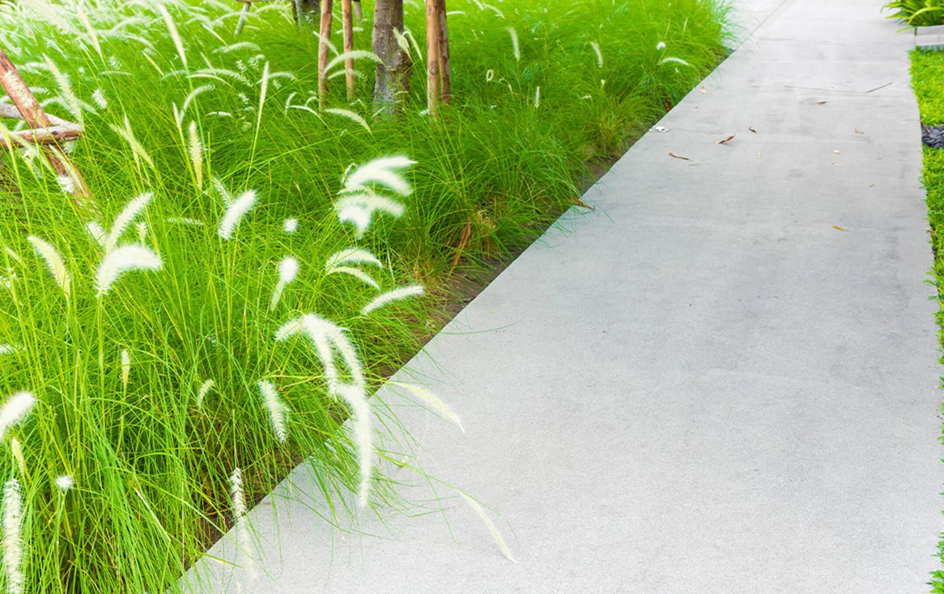 A concrete walkway surrounded by tall grass in a park.