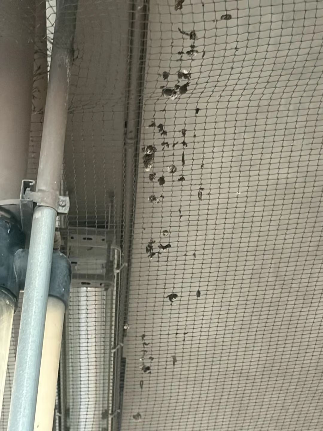 Ceiling corner with mesh netting, pipes, and a stained wall.