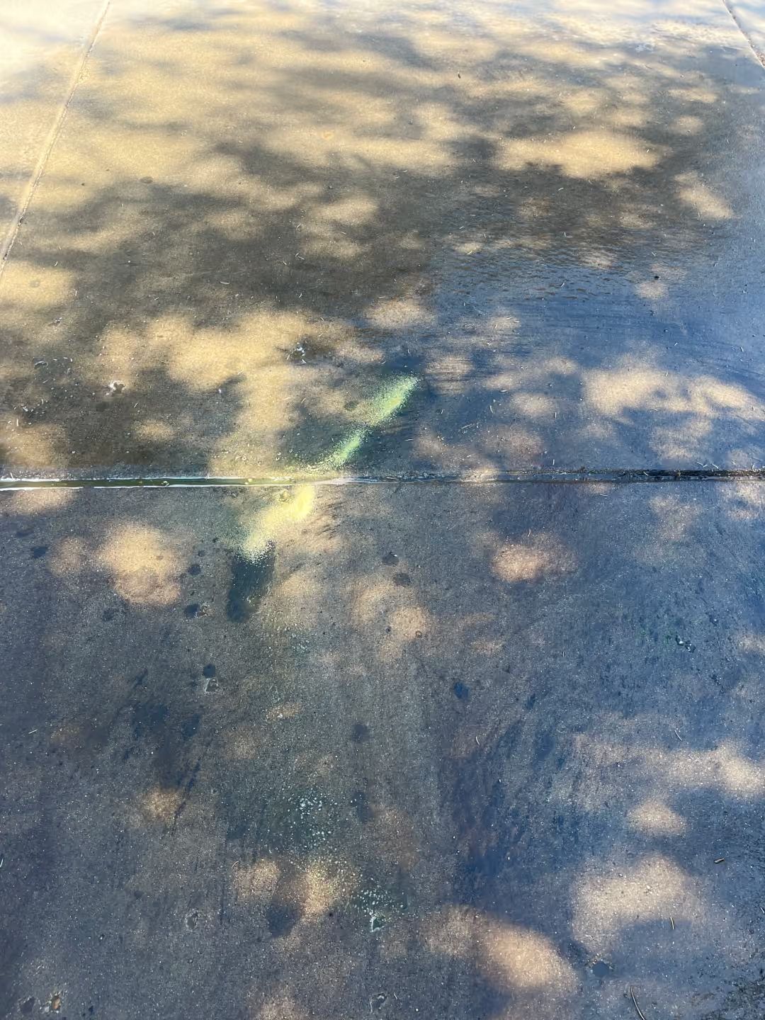 Small green lizard on sun-dappled pavement near a white line