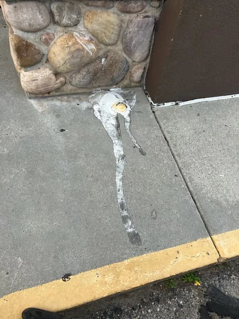 A white bird lying on a sidewalk beside a stone wall and yellow curb line.