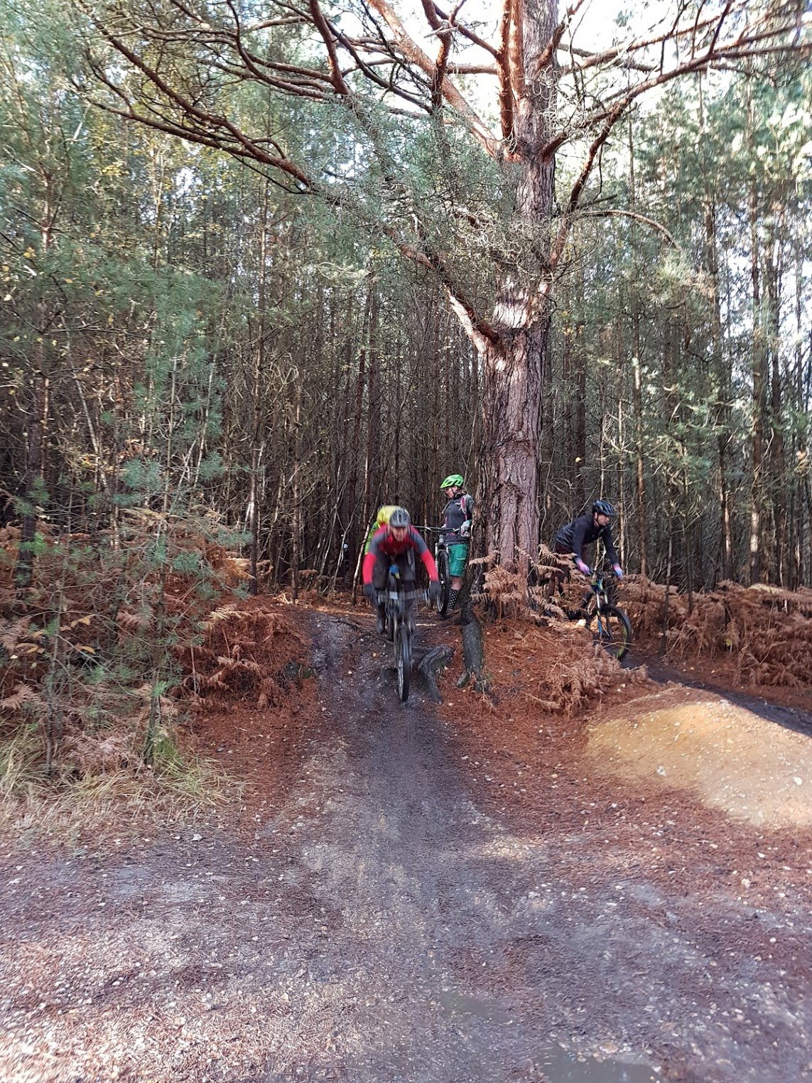 MTB New Forest Mountain Ride Options