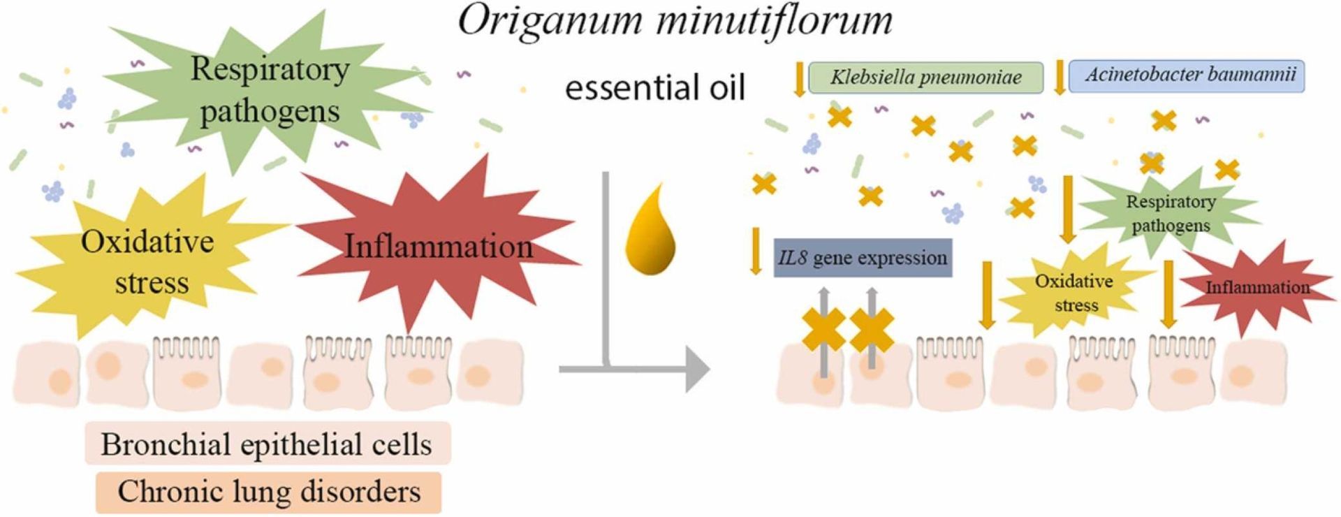 A diagram showing the effects of essential oils on the respiratory system.