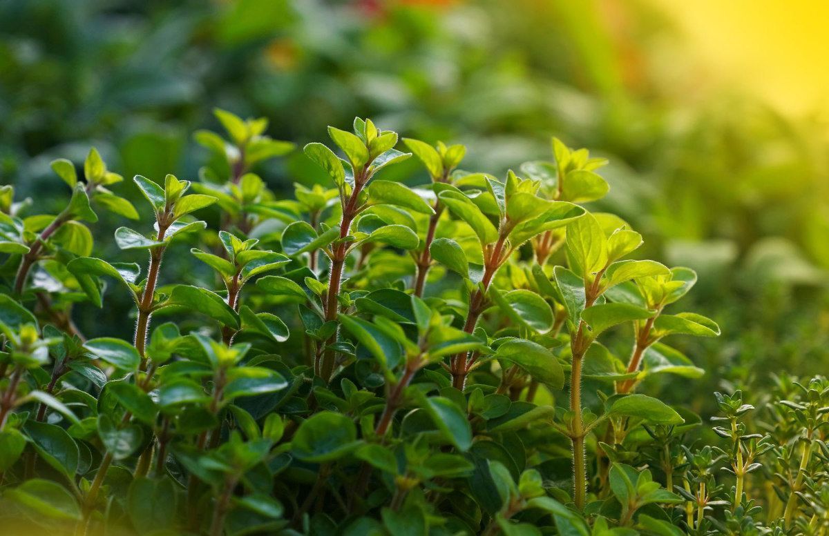 a bunch of green plants are growing in a garden .