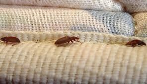 Three bed bugs are crawling on a piece of fabric.
