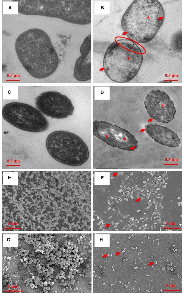 A series of black and white images of a cell under a microscope.