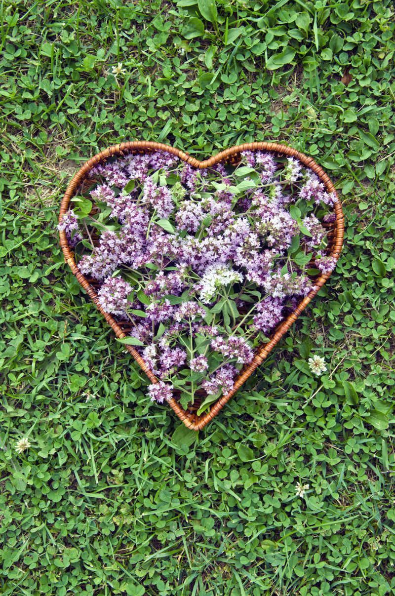 Healing Power of Potent Oregano