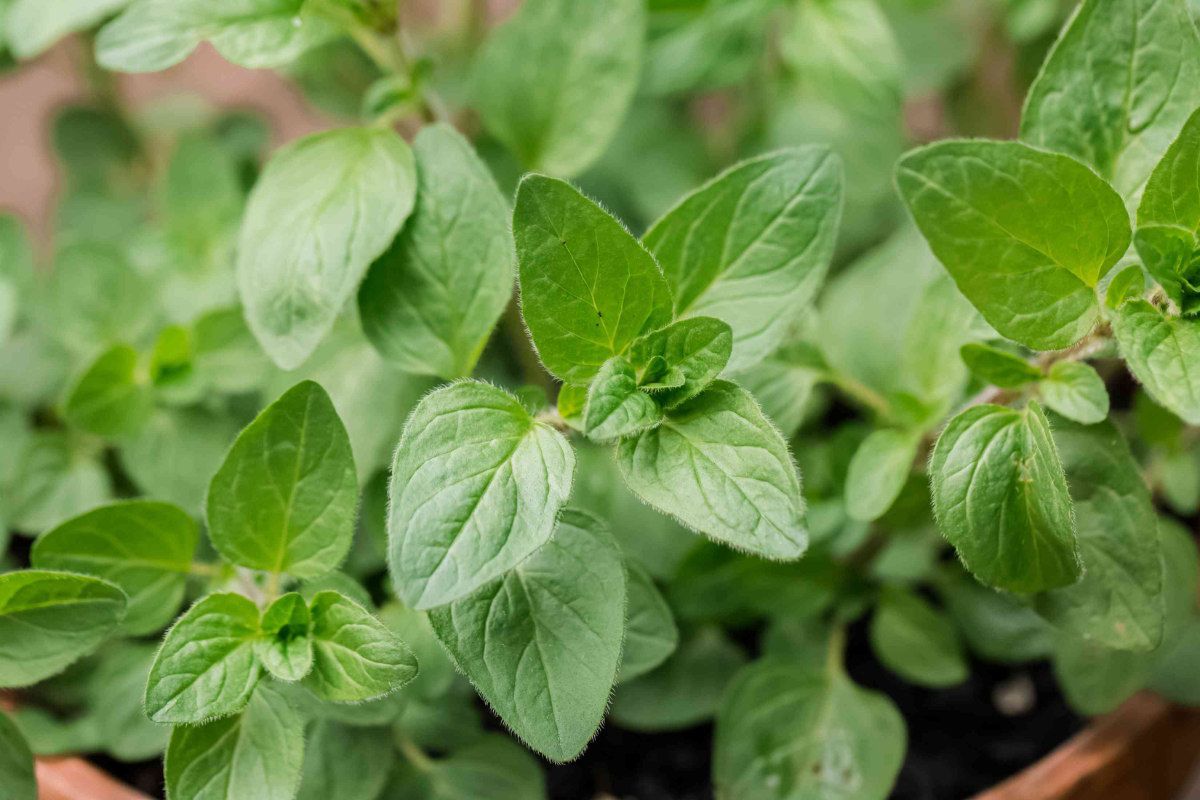 A close up of a potted plant with green leaves.