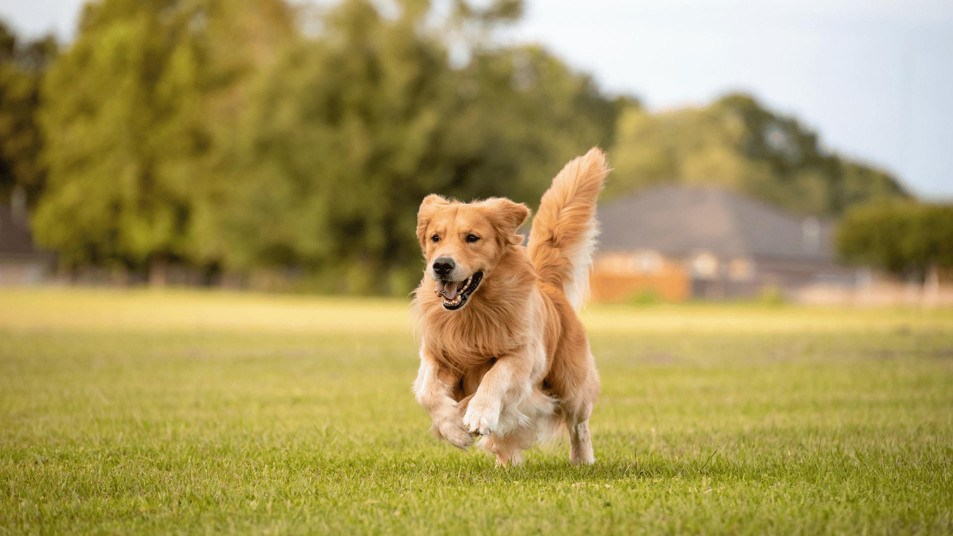 Dog Boarding by Bark Barn of Clemson