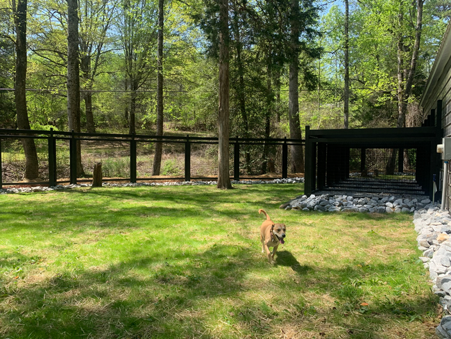 dog in yard at bark barn of clemson dog boarding