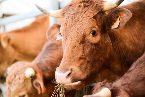 Livestock