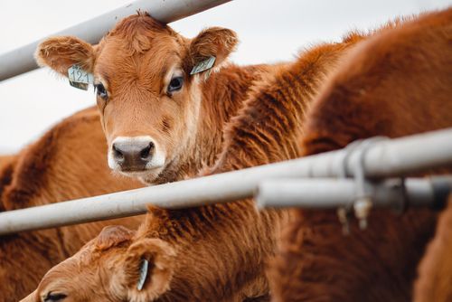 Livestock