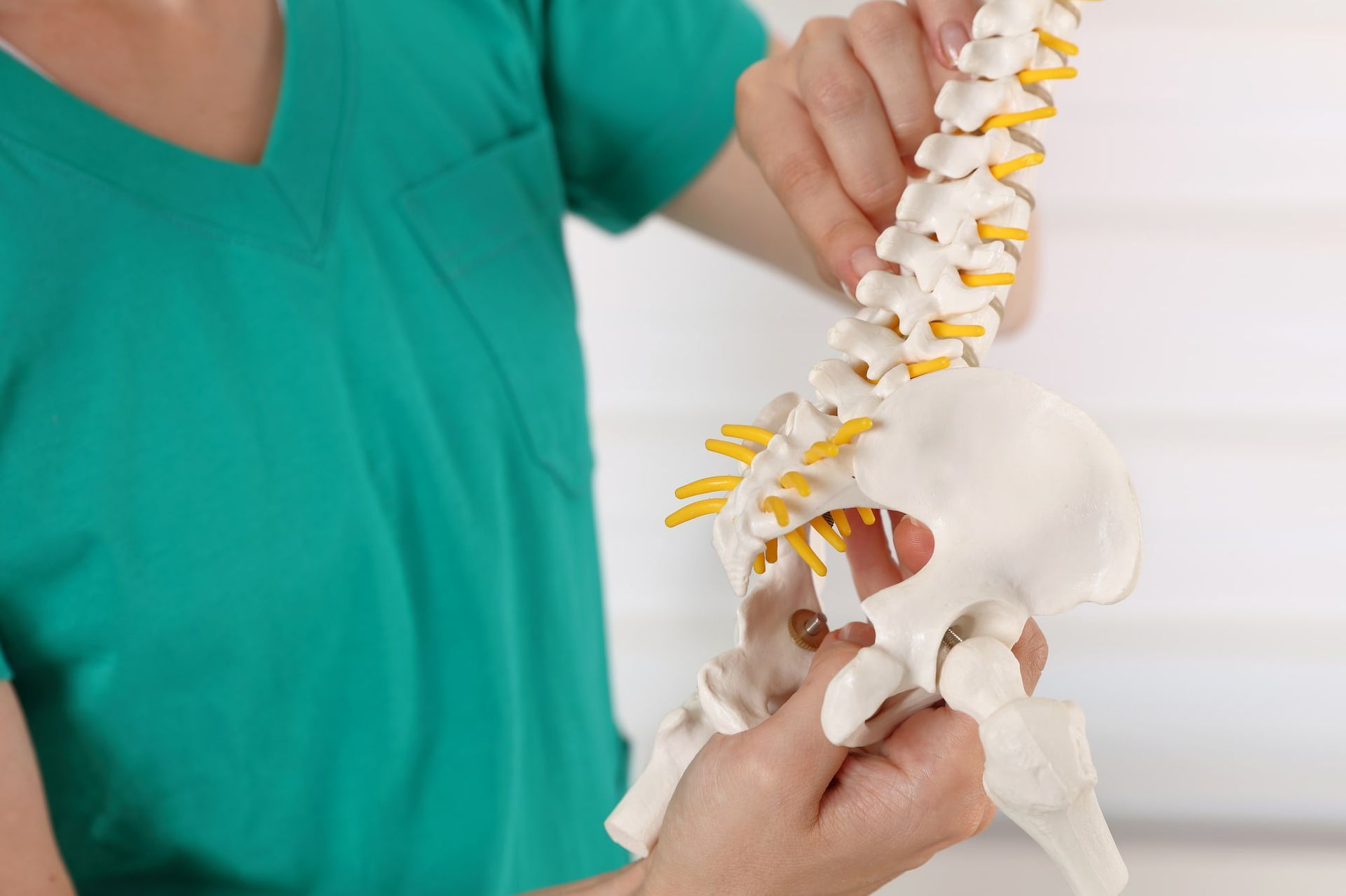 Person in green scrubs holds a model of a spine, demonstrating its structure.