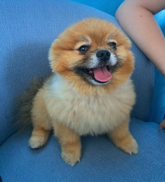 A happy, orange-colored Pomeranian dog with a fluffy coat sits on a blue surface, tongue out.