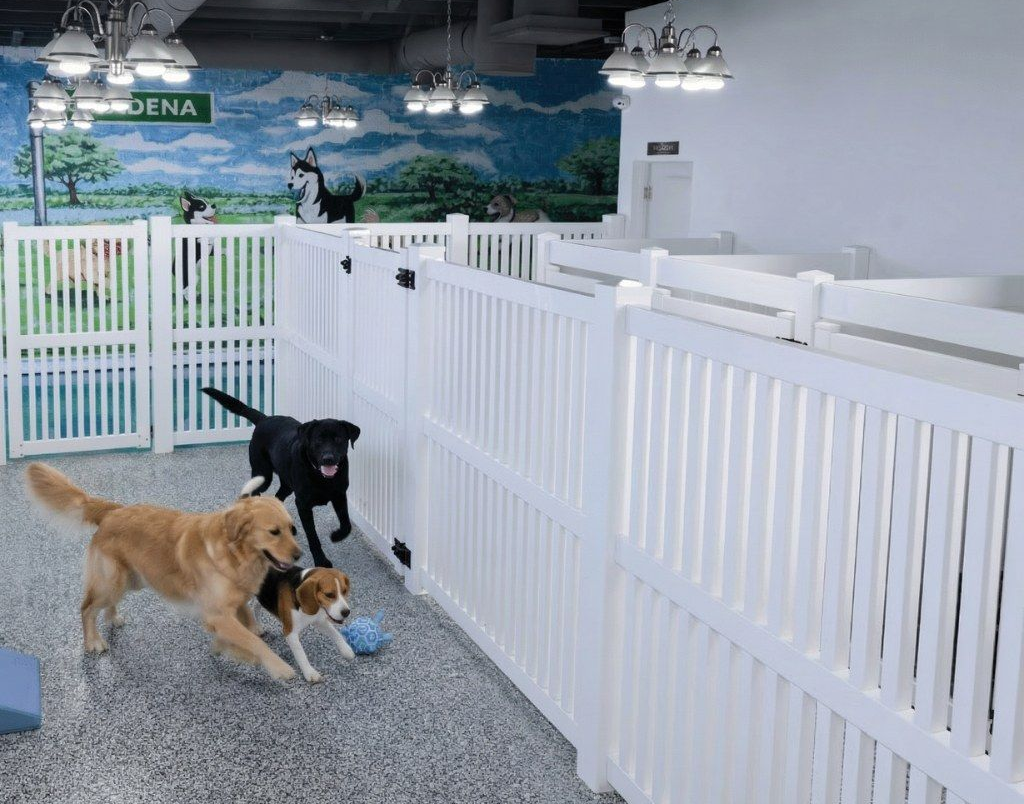 Three dogs lying on wood flooring: a black and white Springer Spaniel, a brindle Boxer, and a tan Belgian Malinois.