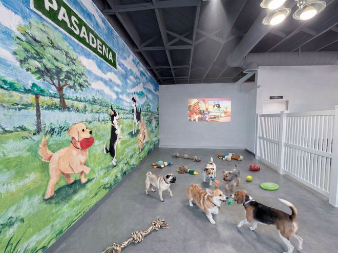 Puppies and Dogs playing in a play area in Pup Club in Pasadena, a dog daycare.