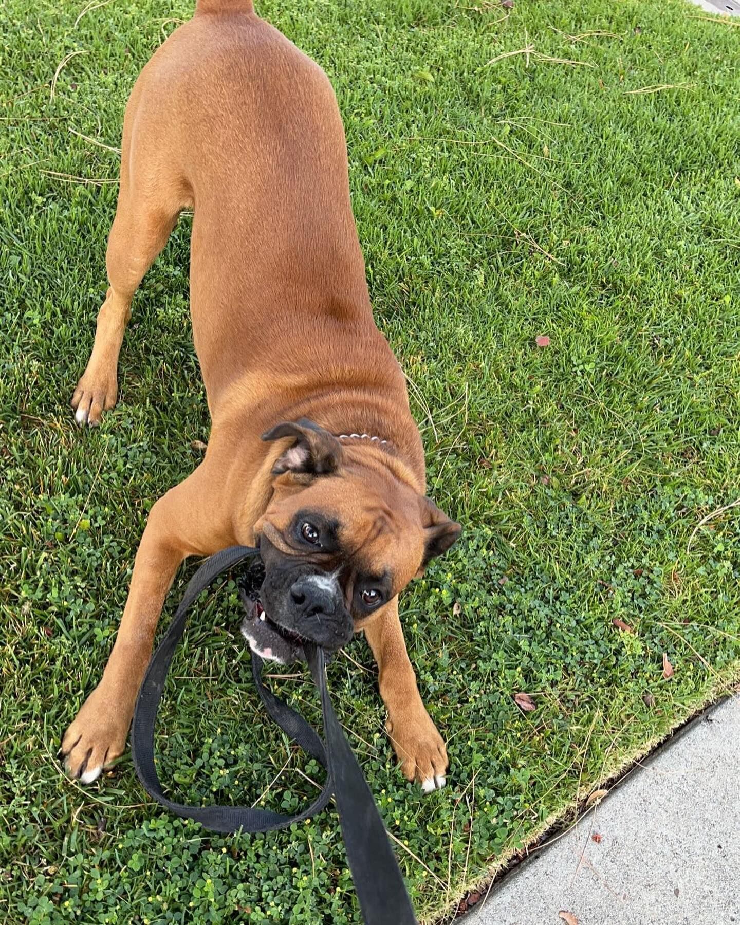 Brown Boxer dog pulling on a black leash, on green grass.