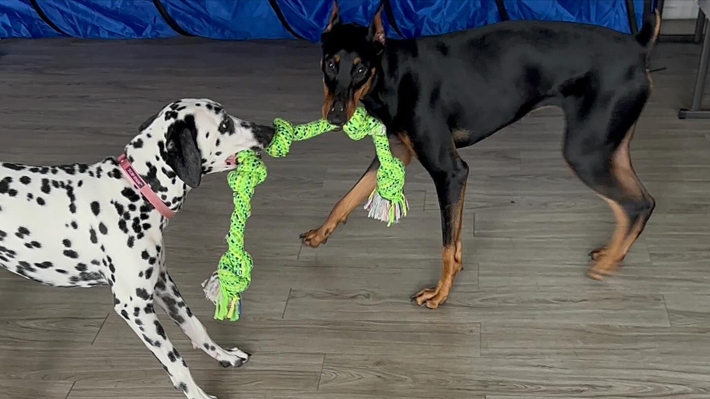 Dalmatian and Doberman playing tug-of-war with a green rope toy on a wooden floor.