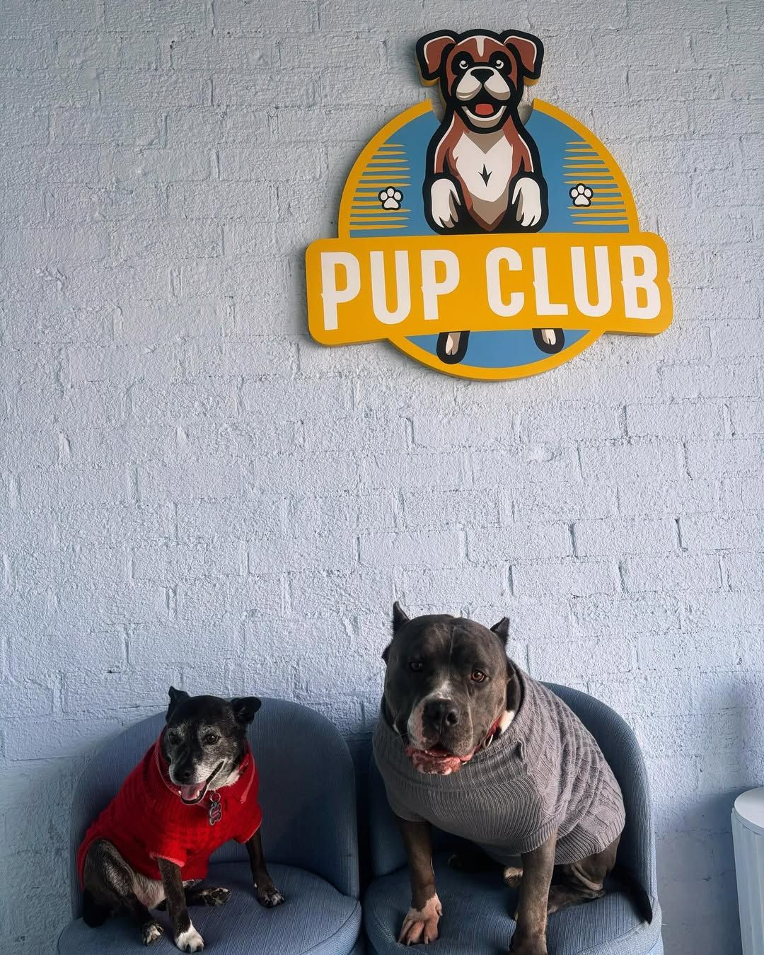 Two dogs in sweaters sitting under a 