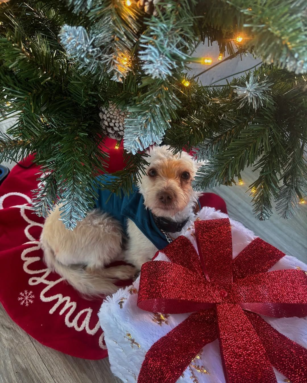 Dog in a blue sweater under a Christmas tree, sitting on a gift box.