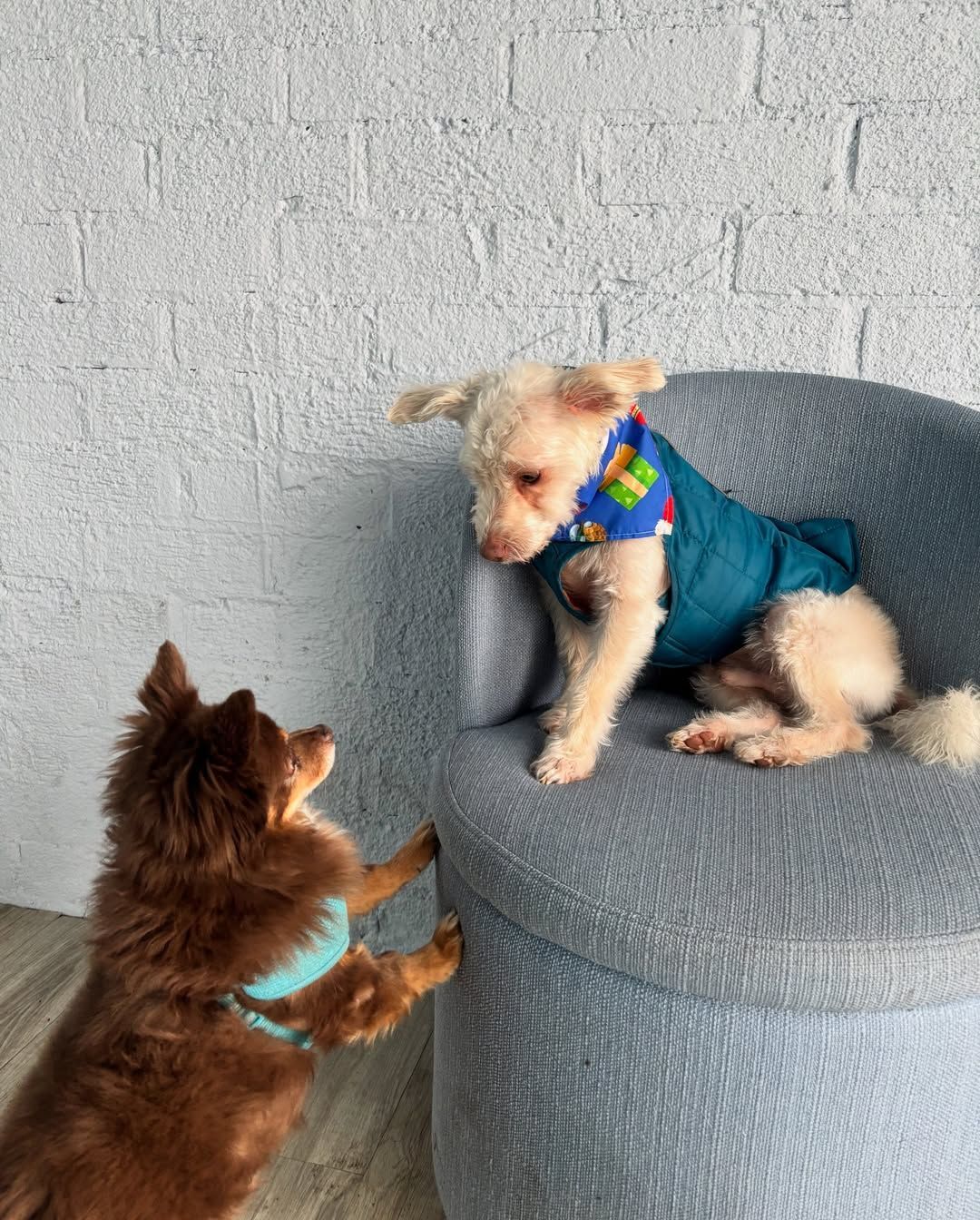 Two dogs: a brown dog reaching up to a white dog wearing a blue coat and sitting on a round blue chair.