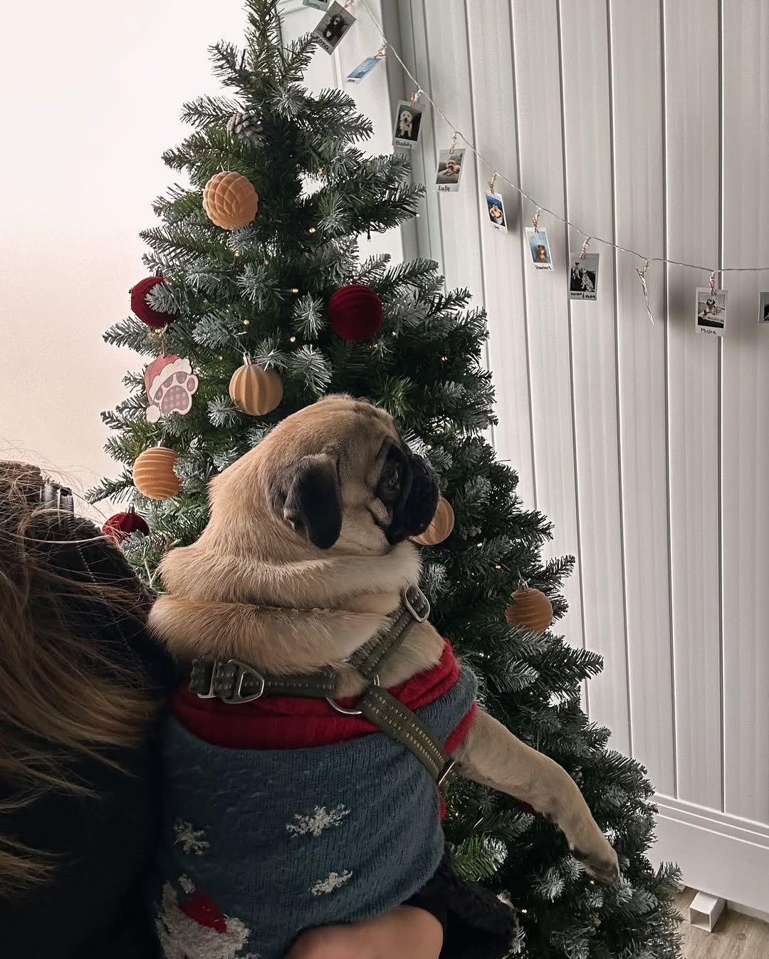 Pug dog in a sweater sits near a decorated Christmas tree.