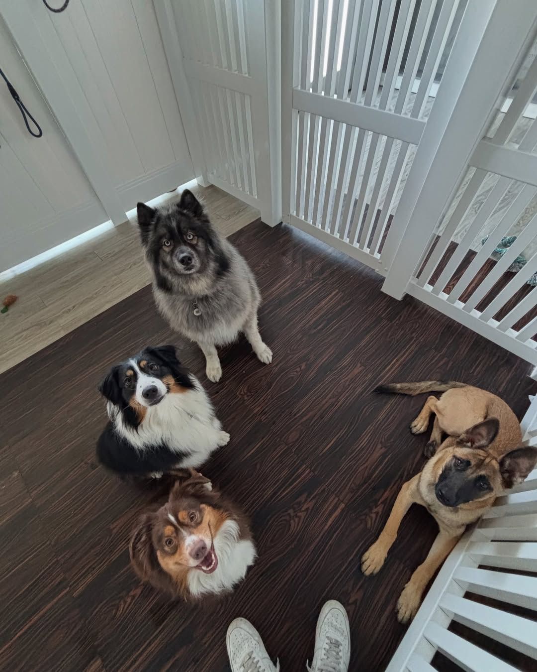 Four dogs looking up at the camera. Two are sitting, one is lying down, and one is smiling.