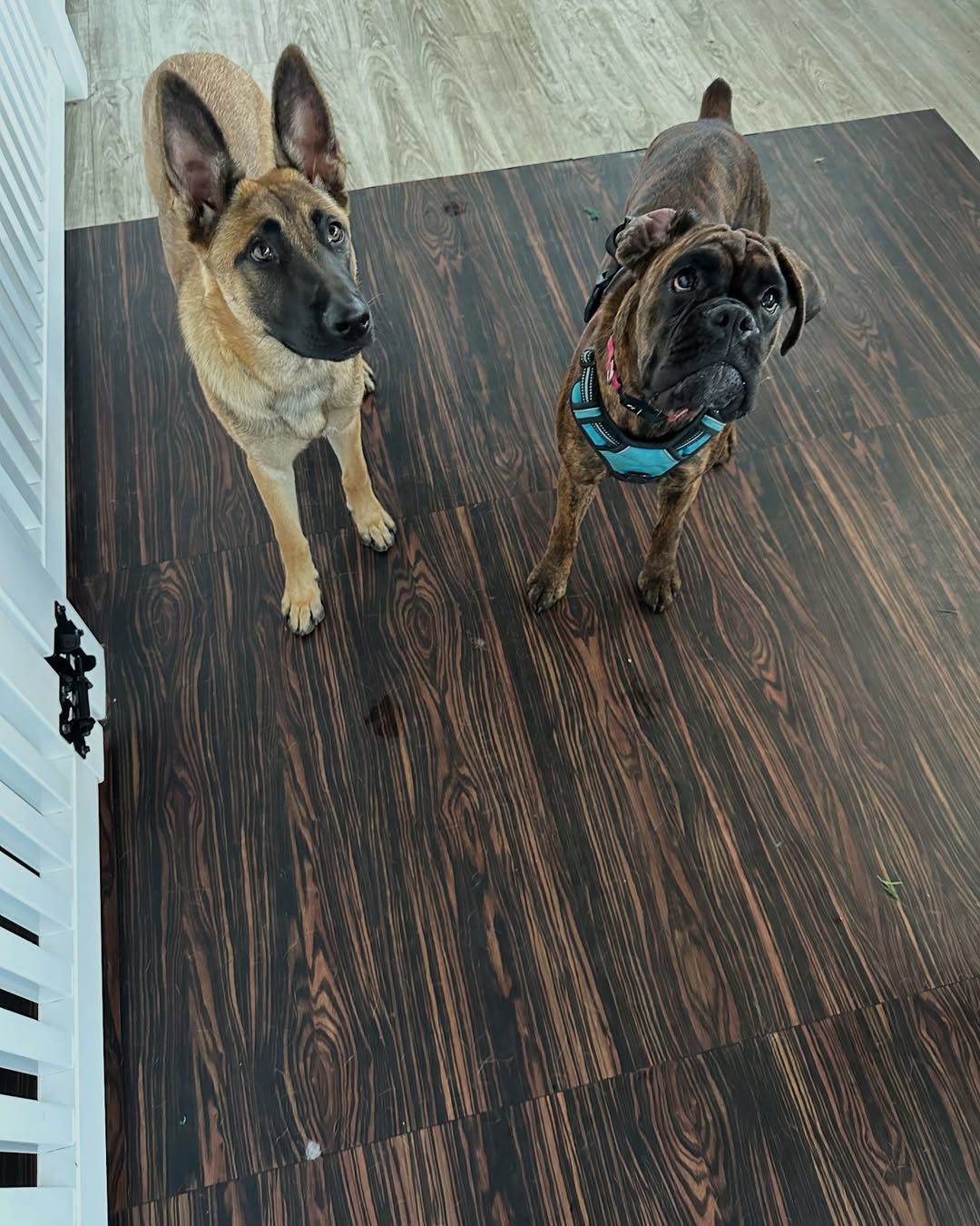 Two dogs looking up, one tan, one brindle, on dark wood flooring next to a white gate.