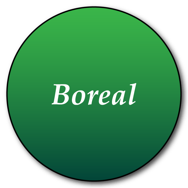 Swift Boreal
