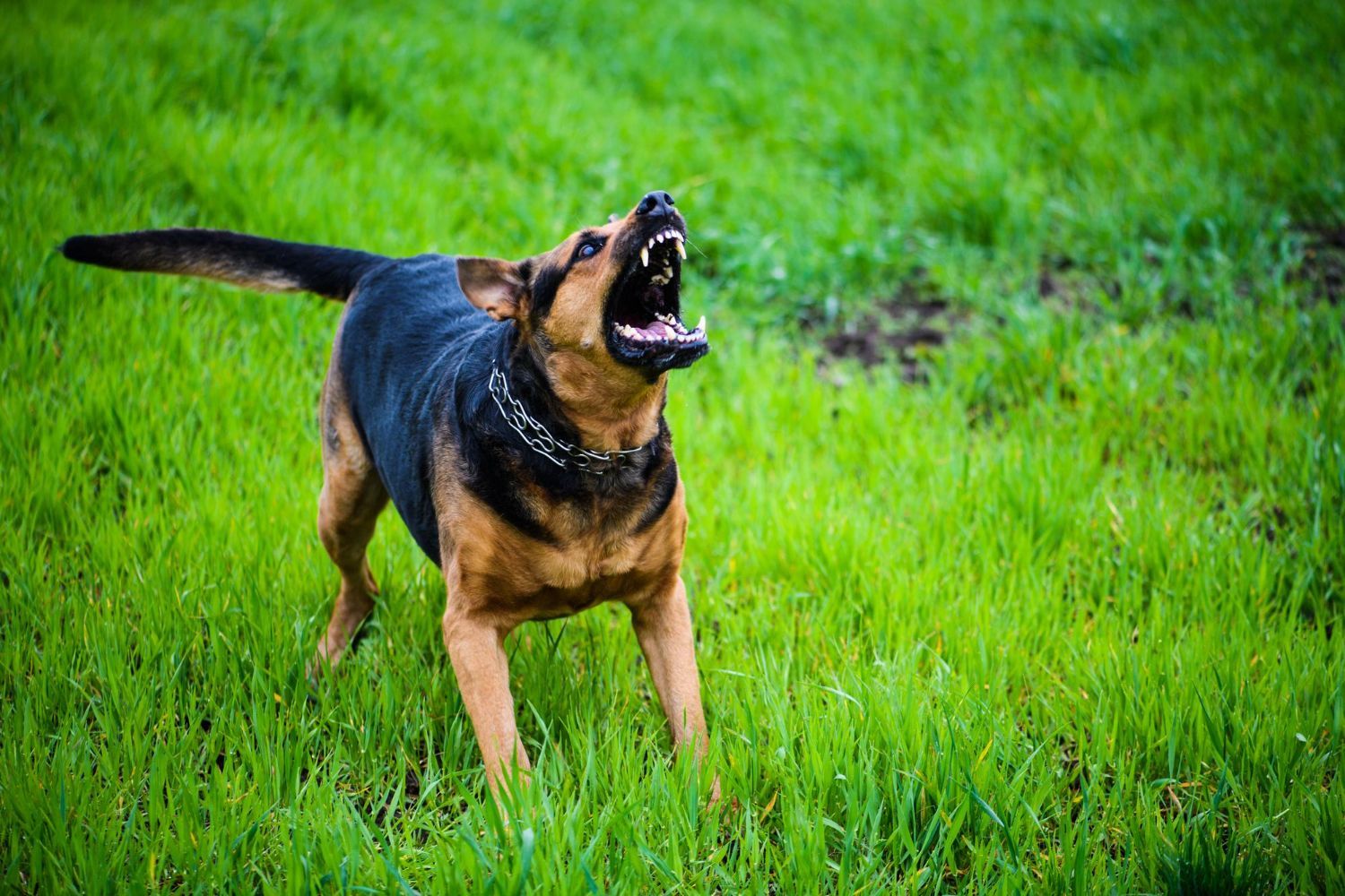 A dog is standing in the grass with its mouth open.