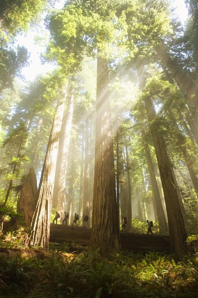 The sun is shining through the trees in the forest.