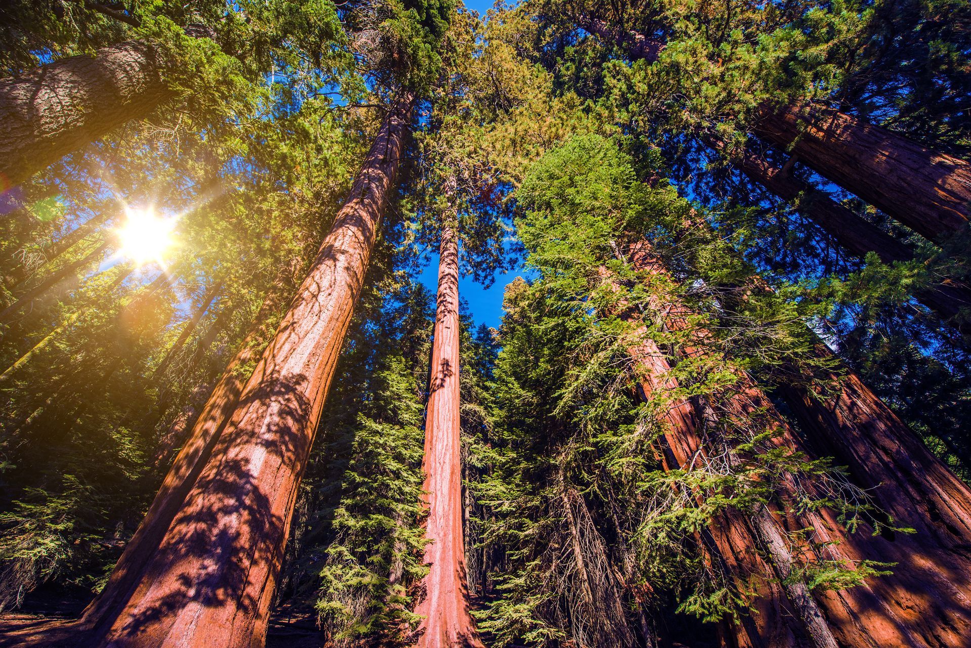 The sun is shining through the trees in the forest.