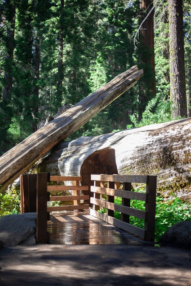 A wooden bridge in the middle of a forest next to a fallen tree trunk.
