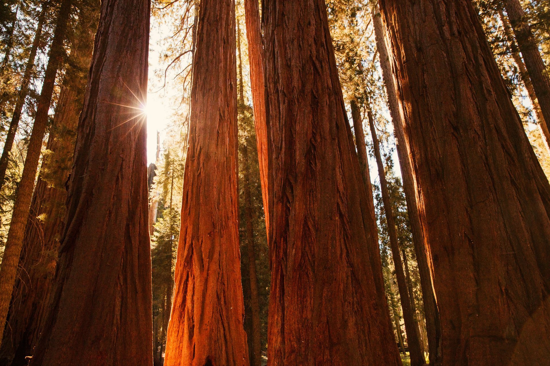The sun is shining through the trees in the forest