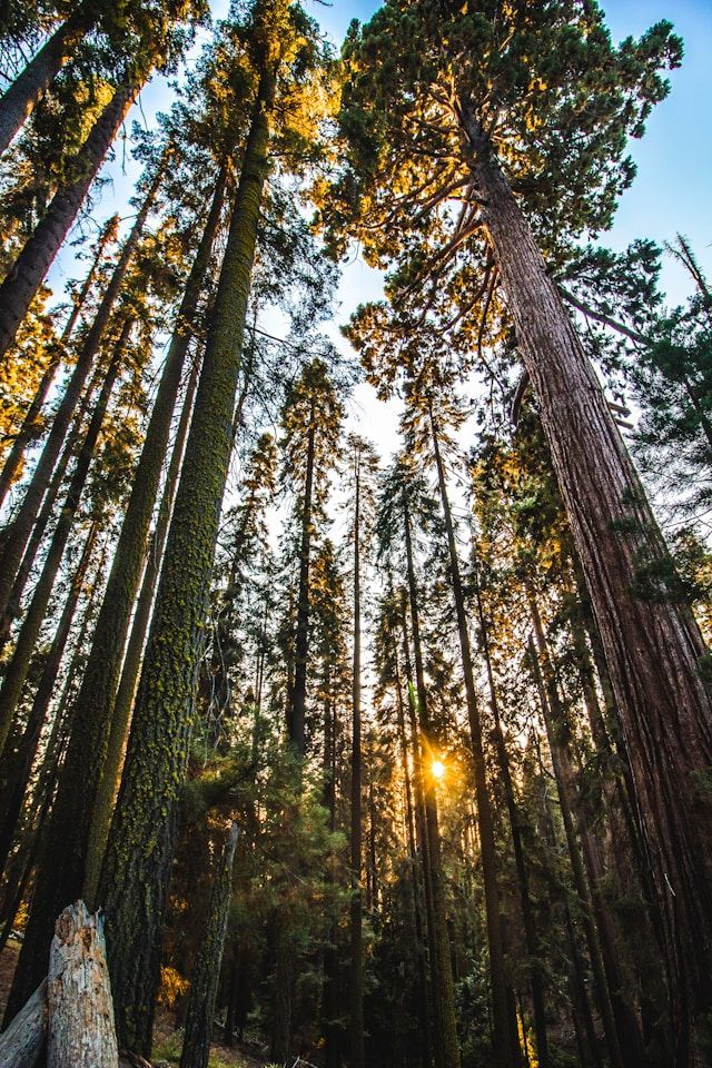 The sun is shining through the trees in the forest.